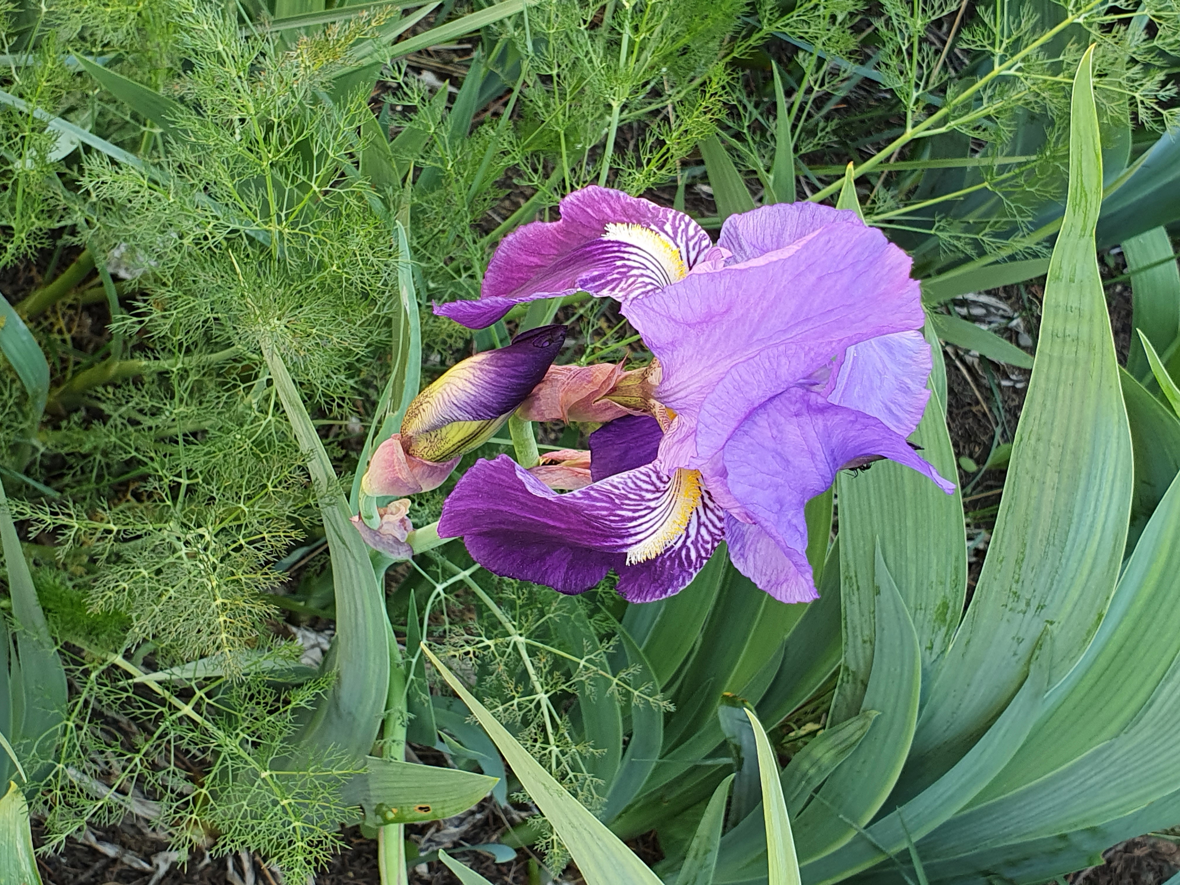 Imagen Flora y Fauna